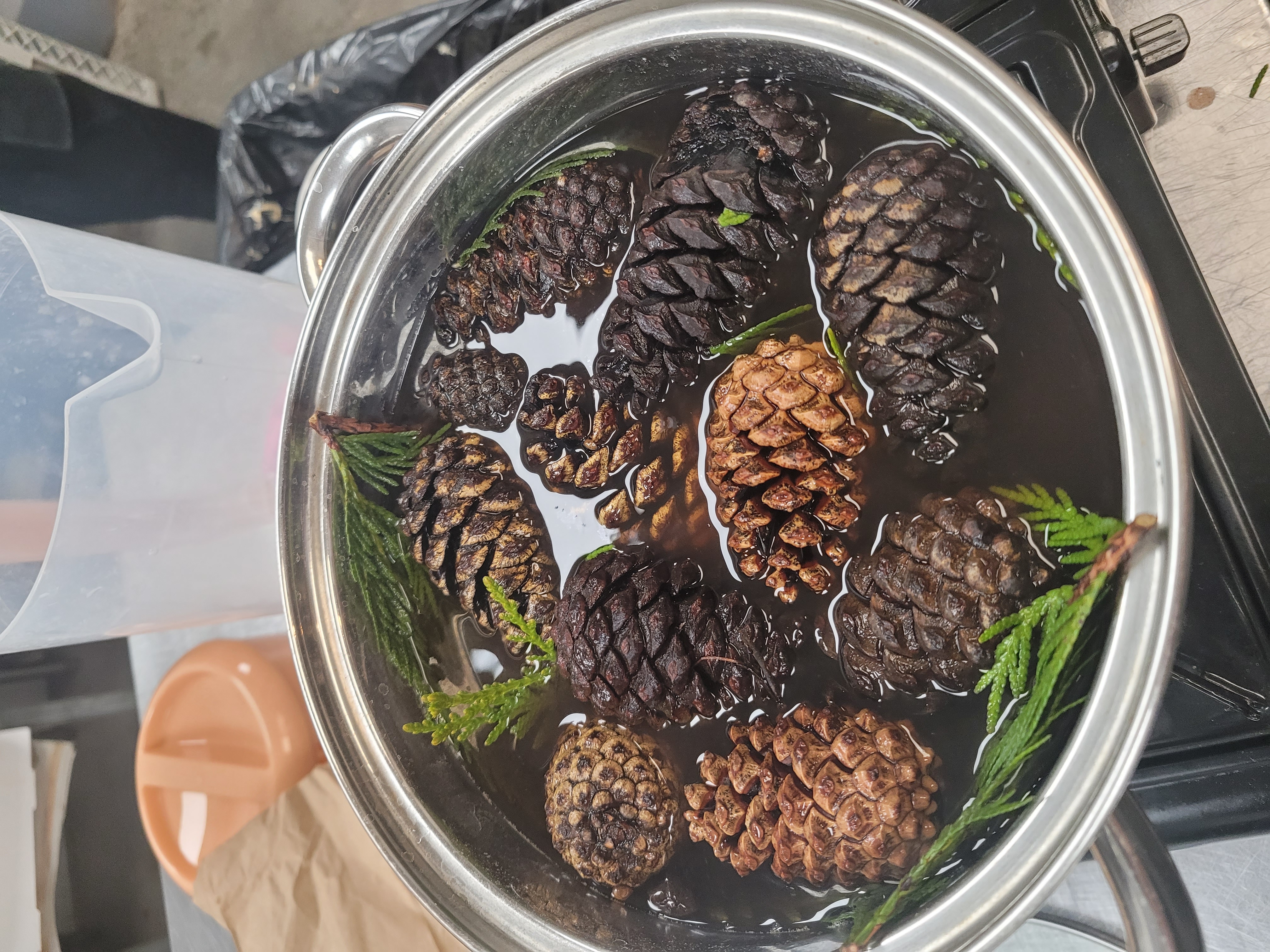 Juu’s Journal Day 6: PINECONE SOUP !!!!!!!